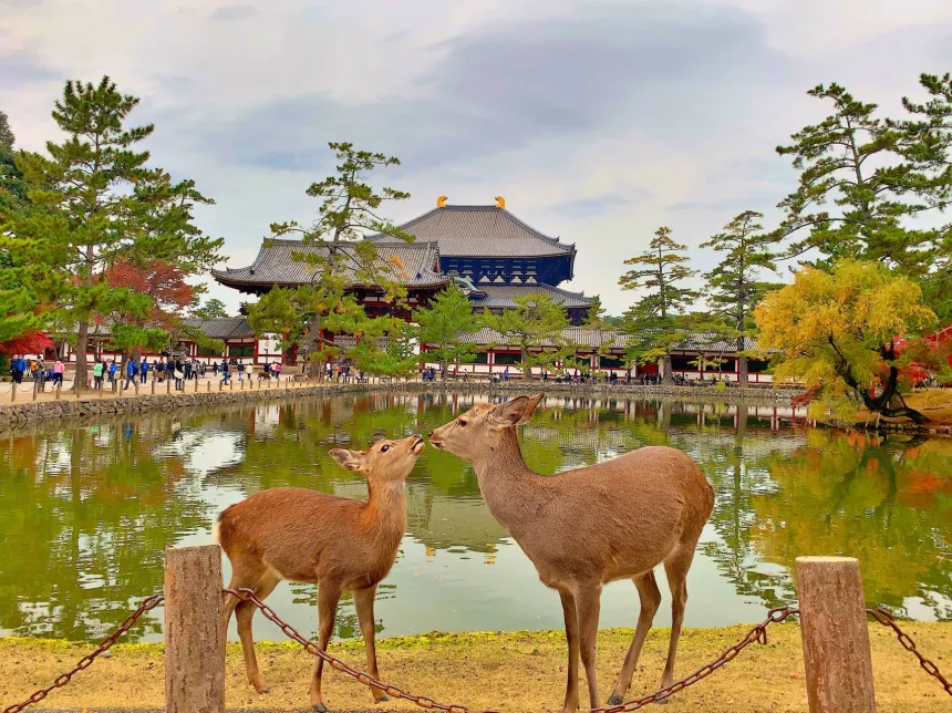 奈良公園・西ノ京エリア